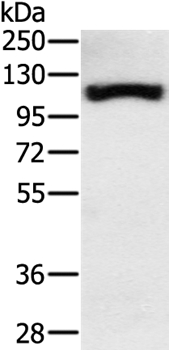 Anti-PPARGC1A Antibody