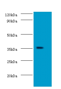 Anti-Docking protein 5 Antibody