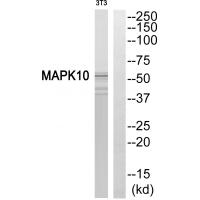 Anti-MAPK10 Antibody