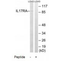 Anti-IL17RA Antibody