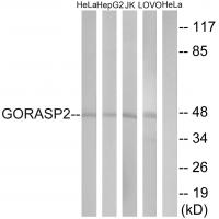 Anti-GORASP2 Antibody