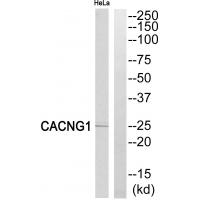 Anti-CACNG1 Antibody