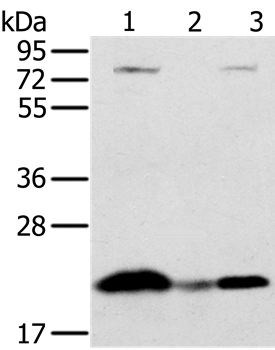 Anti-NDUFAF2 Antibody
