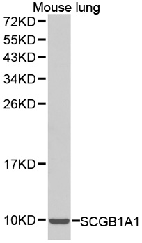 Anti-SCGB1A1 Antibody