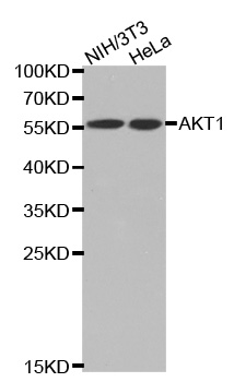 Anti-pan-AKT Antibody