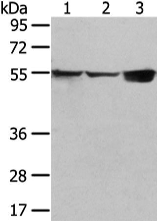 Anti-UGT1A10 Antibody