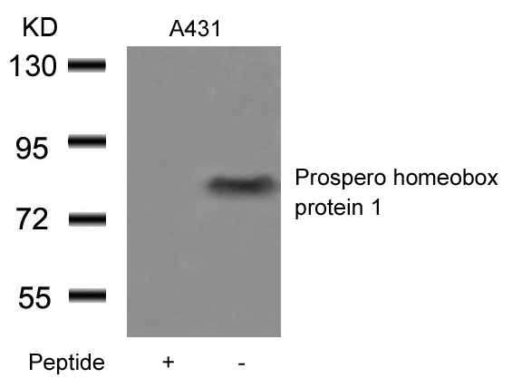 Anti-Prospero homeobox protein 1 Antibody