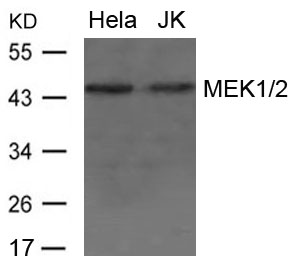 Anti-MEK1 / 2 Antibody