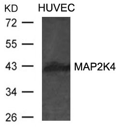 Anti-MAP2K4 Antibody