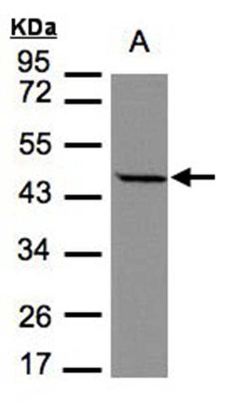 Anti-STOML1 Antibody