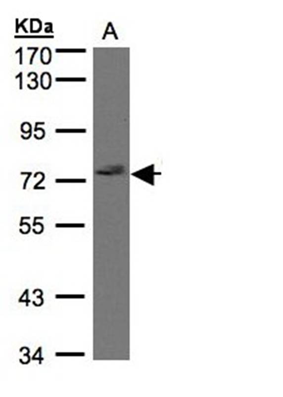 Anti-GIMAP8 Antibody