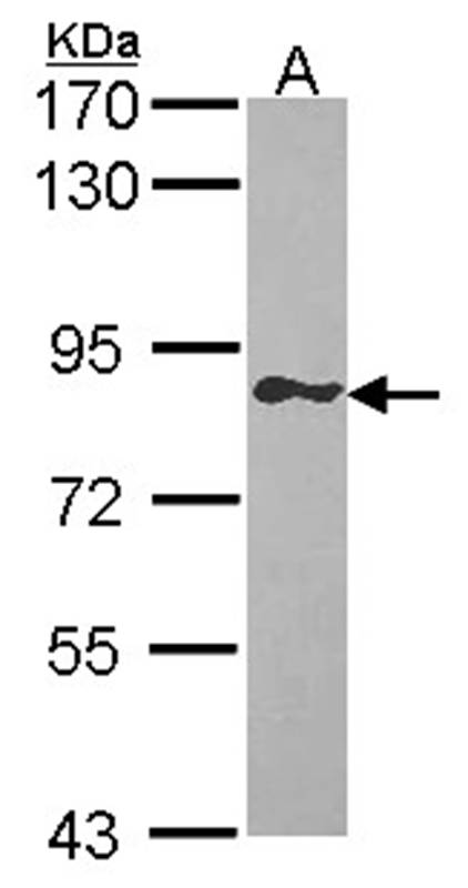 Anti-GIMAP8 Antibody