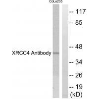 Anti-XRCC4 Antibody