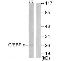 Anti-CEBPE Antibody