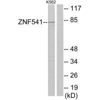 Anti-ZNF541Antibody Antibody