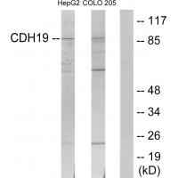 Anti-CDH19 Antibody