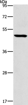 Anti-HOXC10 Antibody