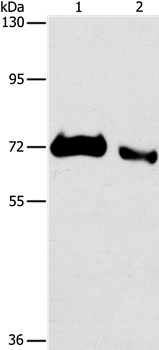 Anti-ICOSLG Antibody