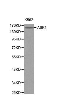 Anti-MAP3K5 Antibody