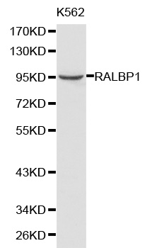 Anti-RALBP1 Antibody