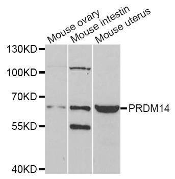 Anti-PRDM14 Antibody