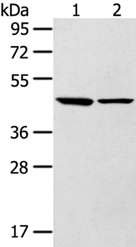 Anti-LTB4R2 Antibody