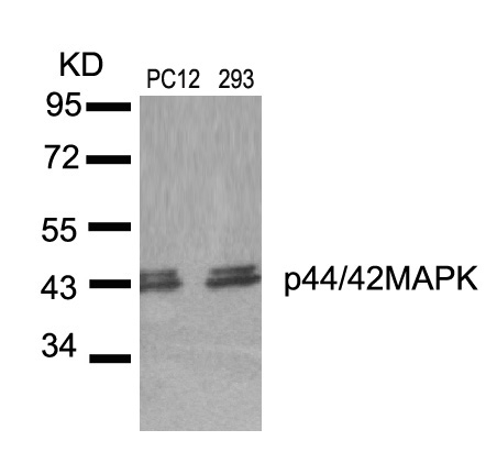 Anti-p44 / 42 MAP Kinase (Ab-204) Antibody