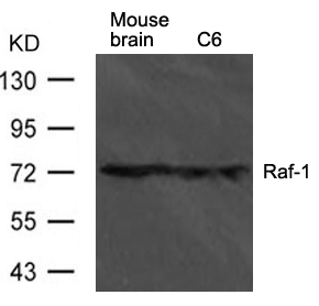 Anti-Raf1 Antibody