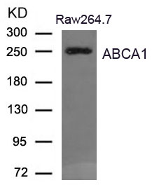 Anti-ABCA1 Antibody