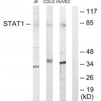 Anti-STAT1 Antibody