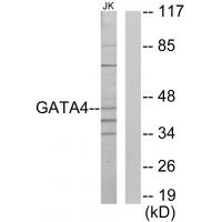 Anti-GATA4 Antibody