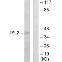 Anti-ISL2 Antibody