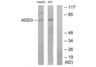 Anti-ADD3 Antibody