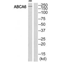 Anti-ABCA6 Antibody