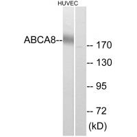 Anti-ABCA8 Antibody