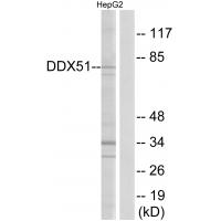 Anti-DDX51 Antibody