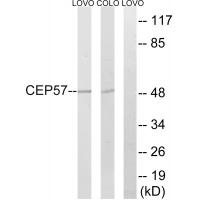 Anti-CEP57 Antibody