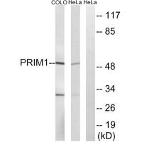 Anti-PRIM1 Antibody