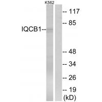Anti-IQCB1 Antibody