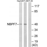 Anti-NBPF7 Antibody