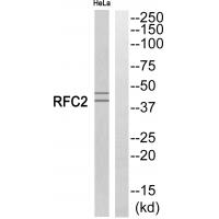 Anti-RFC2 Antibody
