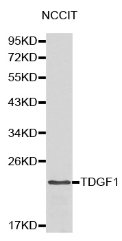 Anti-TDGF1 Antibody