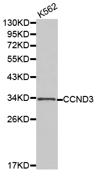 Anti-CCND3 Antibody