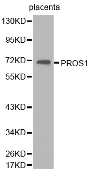 Anti-PROS1 Antibody