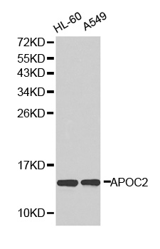 Anti-APOC2 Antibody