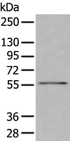 Anti-GSK3A Antibody