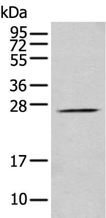 Anti-PRRG3 Antibody