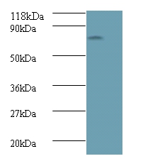 Anti-Avpr1a protein Antibody