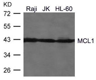 Anti-MCL1 Antibody