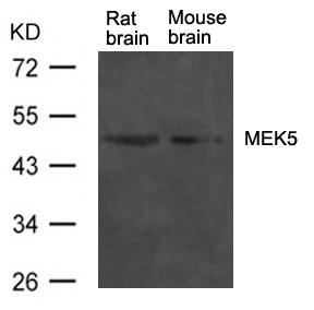 Anti-MEK5 Antibody